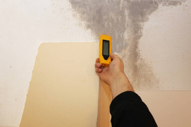 Best Mold Prevention Services  in Harwich Center, MA