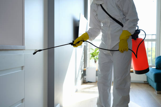 Best Black Mold Removal  in Harwich Center, MA