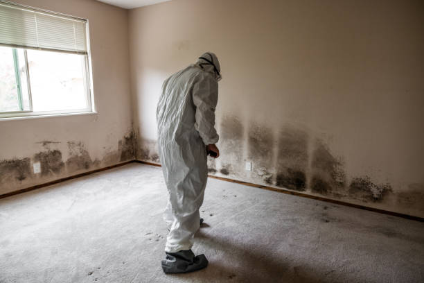 Best Residential Mold Inspection & Testing  in Harwich Center, MA