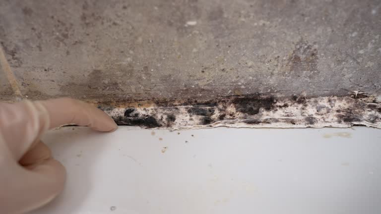 Best Attic Mold Removal  in Harwich Center, MA