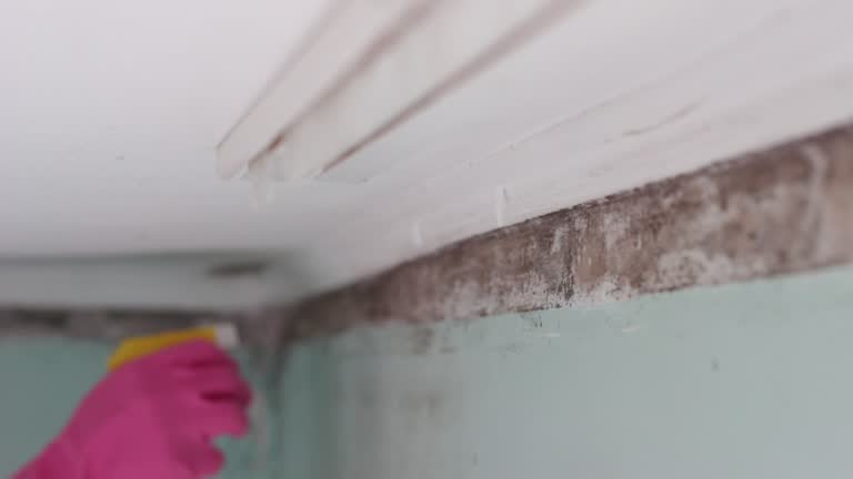 Best Basement Mold Removal  in Harwich Center, MA